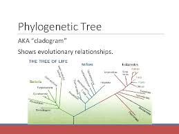 Check spelling or type a new query. Classification Cladograms Review The Six Kingdoms Of Life