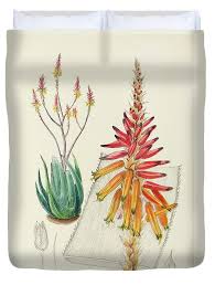 Image result for Aloe pienaarii