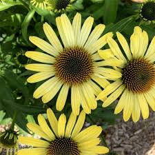 If looking for a special daylilies are perennials whose flowers normally only last for 24 hours. Yellow Perennial Flowers Vibrant Blooms For Your Garden