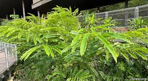 Image result for Laggera elatior