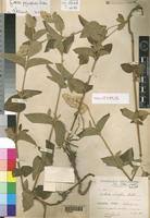 Image result for Cyathula polycephala