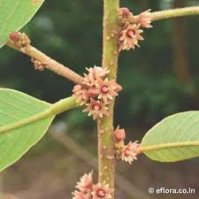 Image result for Bridelia