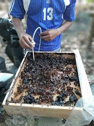 Kelulut atau lebah kelulut sebenarnya tidak karakteristik sarang mereka agak berbeda dimana lebah biasanya membuat sarang gantung di area. Madu Kelulut Si Manis Dari Hutan
