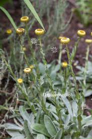 Image result for Helichrysum aureum