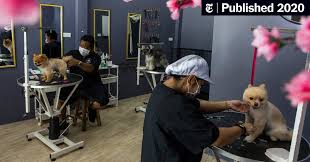 Maybe you would like to learn more about one of these? Bangkok Opens Up As Virus Caseloads Drop And Pretty Pups Benefit The New York Times