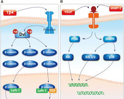Image of Lowlevel laser therapy promotes hair growth by activating the JAKSTAT signaling pathway