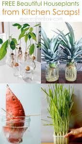Regrow 8 Kitchen Scraps Into Free Houseplants Plants Grown In Water Plants Avocado Plant