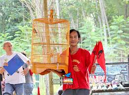 Burung murai lampung menjadi varian lain yang juga ikut memeriahkan dunia burung kicau. Kontes Subdenpom Bc Jember Bedhug Murai Batu Jenis Gembung Babat Habis Podium Puncak Burungnews