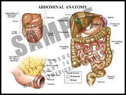 Abdomen, in human anatomy, the body cavity lying between the chest or thorax above and the pelvis below and from the spine in the back to the wall of abdominal muscles in the front. Abdominal Anatomy S A Medical Graphics