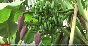 We did not find results for: Pohon Pisang Bercabang Dua Dan Cerita Mimpi Basah Wiyono