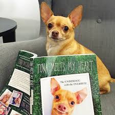 Tuna Melts My Heart The Underdog With The Overbite Log In Instagram Cute Chihuahua Instagram Dogs Chihuahua
