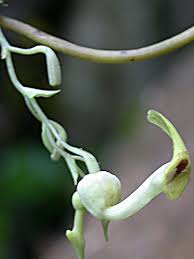 Image result for Aristolochia zenkeri