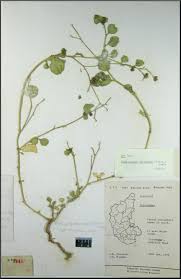 Image result for Corbichonia