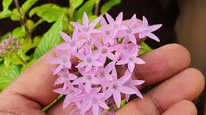 Image result for Pentas