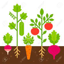Vegetable Garden Simple Flat Cartoon Vector Illustration Cute Garden Illustration Vegetable Illustration Garden Layout Vegetable