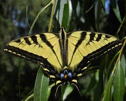 We did not find results for: Papilio Rutulus Wikipedia