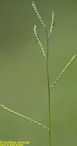 Image result for Urochloa bovonei