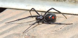 Female black widow about 1.5 inches long and males about half the size. Maryland Biodiversity Project Northern Black Widow Latrodectus Variolus