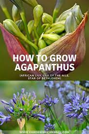 How To Grow Agapanthus Flowers African Lily Lily Of The Nile Star Of Bethlehem Gardening Channel African Lily Agapanthus Beautiful Flowers Garden