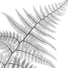 Black And White Botanical Prints Free Vintage Fern Illustration Set Of Fern Prints Black And White Botanical Prin Fern Prints Botanical Illustration Black And White Botanical Illustration Vintage