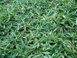 Hal ini dikarenakan rumput mutiara memiliki nilai estetika dan keindahan yang tinggi terutama jika di taman di taman, selain dikenal karena lebih murah rumput mutiara juga relatif lebih mudah dalam perawatannya jika dibandingkan dengan jenis rumput taman lainnya seperti rumput jepang atau rumput gajah mini. Pengalaman Beli Rumput Murah Di Nursery Sungai Buloh Maria Firdaus
