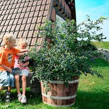 Heidelbeere Gartner Potschkes Doppelernter 2 Heidelbeeren Pflanzen Garten