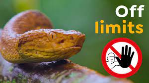 Bothrops insularis, commonly known as the golden lancehead, is a highly venomous pit viper species endemic to ilha da queimada grande, off the coast of são paulo state, in brazil. Why You Should Stay Away From This Island In Brazil Youtube