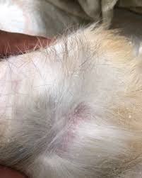 Image result for what do Cheyletiella look like in dog fur