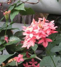 Image result for Ruspolia seticalyx