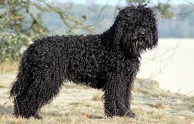 Puppies for sale listings from the best gun dog breeders, trainers and kennels. Barbet Dog Breeders Puppies And Breed Information Dogs Australia