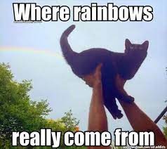 These memes are too little collection but very funny. Funny Animal Pictures Of The Day 24 Pics Animal Jokes Funny Animal Memes Funny Animal Quotes