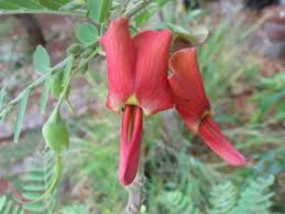 Image result for Sesbania tetraptera
