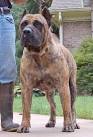 Presa Canario For Sale in Illinois - Hoobly Classifieds