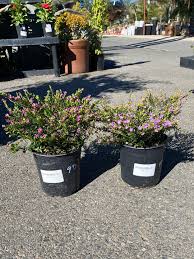 Image result for Cuphea hyssopifolia