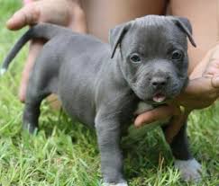 Grey Pitbull Puppy With Blue Eyes Pitbull Puppies