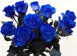 CONSEGNA ROSE BLU A DOMICILIO - MAZZO DI ROSE BLU A GAMBO LUNGO CONSEGNA ROSE  BLU A DOMICILIO . | Consegna fiori online a domicilio | Vendita fiori  piante rose mazzi di
