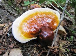 Reishi Identify Via Pictures Habitat Season Spore Print Ganoderma Tsugae