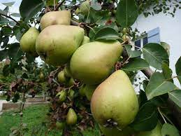Bis 12 cm lange, kelchbauchige frucht mit grüngelber, sonnenseits hellbräunlich. Pastorenbirne Wikipedia