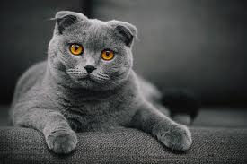 Cats are popular pets in the world. Most Expensive Cat Breeds In The World People Com