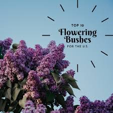 We did not find results for: The Best Flowering Shrubs And Bushes For The Eastern And Western U S Dengarden