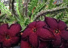 Image result for Tridentea