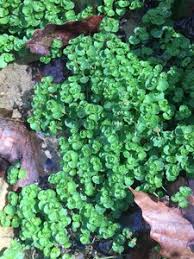 Image result for Chrysosplenium americanum