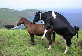 Kuda kawin terbaik | the best video horses mating #kudakawin #horsemating #tuosafeto terimakasih sudah menonton. Irham Prabudjaya Ø¹Ù„Ù‰ ØªÙˆÙŠØªØ± Purbasr Koalisi Menipu Bangsa Para Sapi Dan Kuda Binal Http T Co Rcqizct0zx Prabowo08 Kuda Betina Toh Kirain Macan Betina