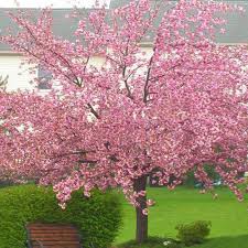 Jubilation gardenia, live evergreen shrub, white fragrant blooms. Buy Prunus Kanzan J Parker Dutch Bulbs