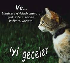 sukut u vaveyla adli kullanicinin k ŕg n n h ţ panosundaki pin 2021 kedi komik kedi resimleri komik