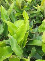 Image result for Pyrrosia rhodesiana