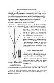 Image result for Aristida scabrivalvis