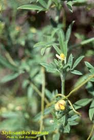 Image result for Stylosanthes fruticosa