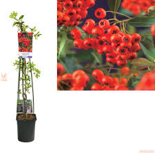 Image result for Pyracantha coccinea red column