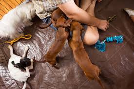 #official birthday party or charity event and want to rent a adorable puppy? Jhbcrnrzwtp8um